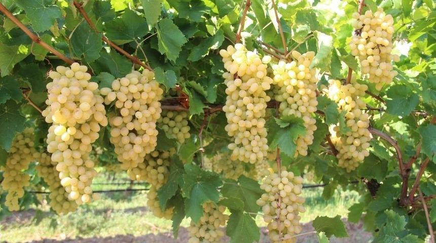 Yaş &Uuml;z&uuml;m İhracatında Y&uuml;zde 43 Artış