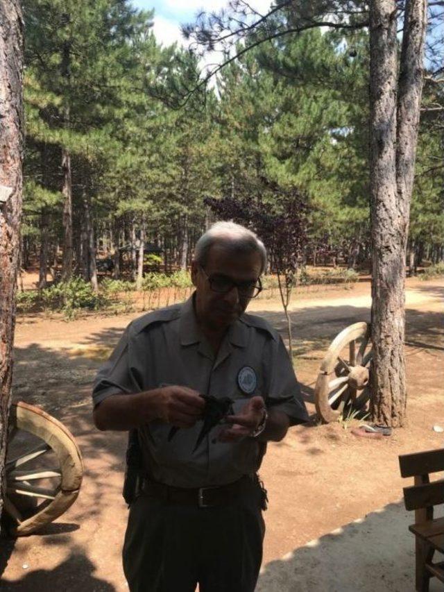 Karabük’ü Yurt Edinen Ebabil Kuşu Yetkililere Teslim Edildi