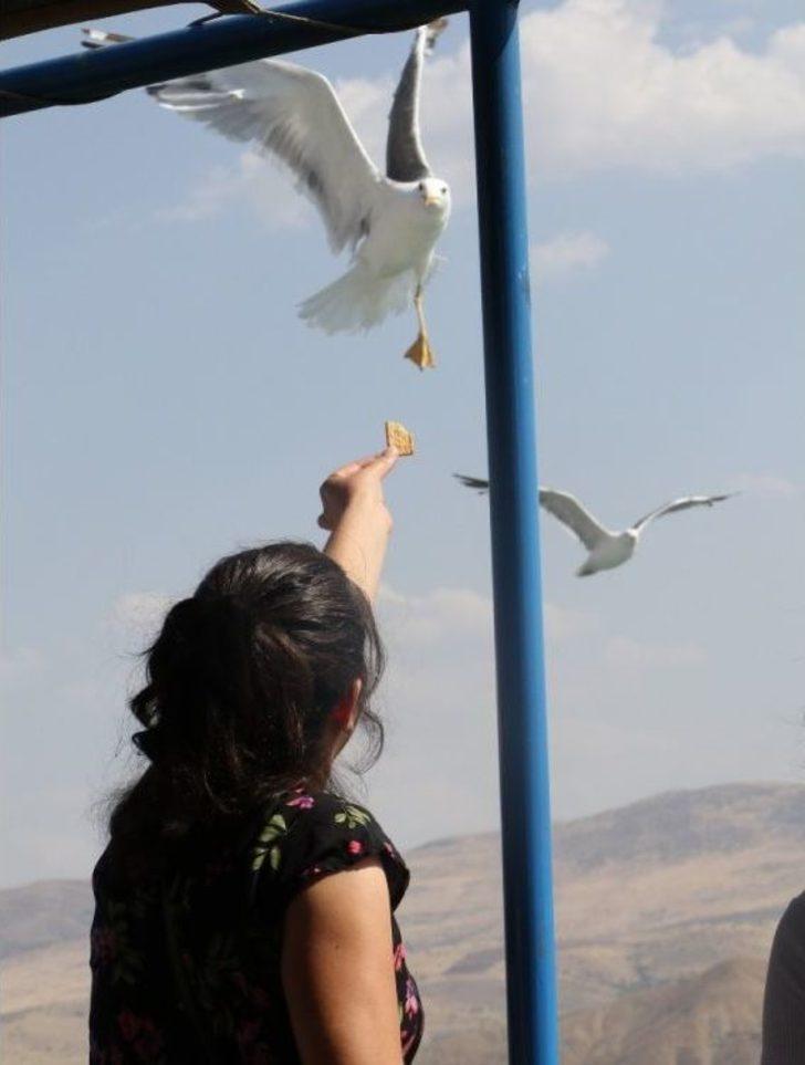 Keban Barajında Martılarla Yolculuk Keyfi G4