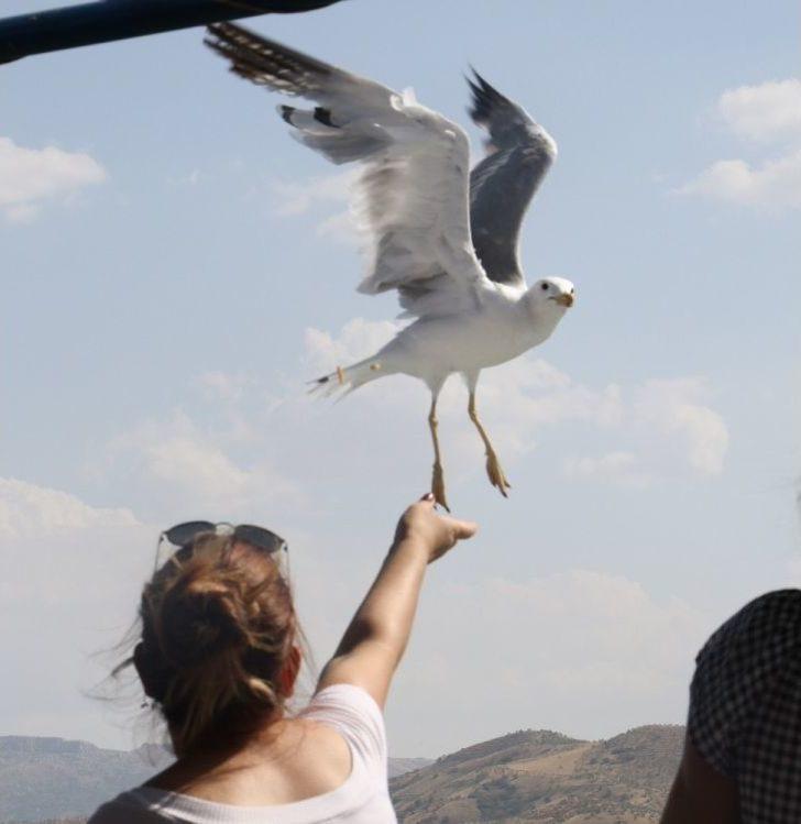 Keban Barajında Martılarla Yolculuk Keyfi G5