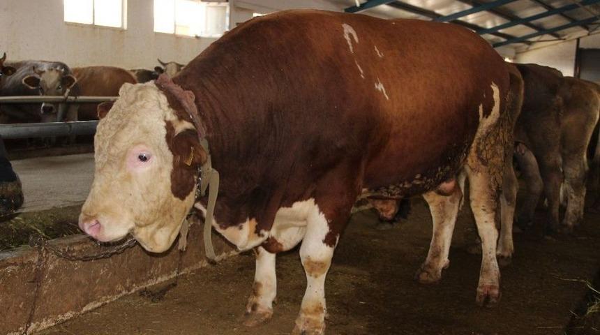 Erzurum&rsquo;da Araba Fiyatına Kurbanlık