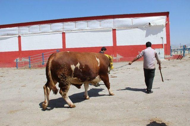 Erzurum’da Araba Fiyatına Kurbanlık