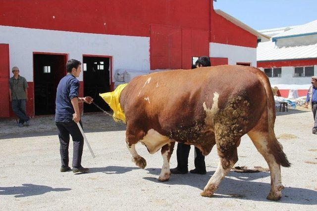 Erzurum’da Araba Fiyatına Kurbanlık