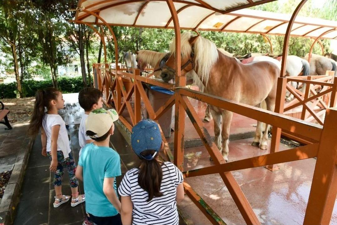 Altınpark&rsquo;ta Midilli Keyfi