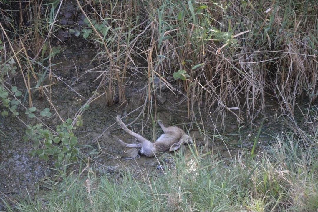 Orman Yangınında Yaban Hayvanları Zarar G&ouml;rd&uuml;