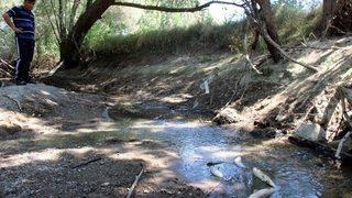 (özel) Sarımsaklı’da Balık Ölümleri