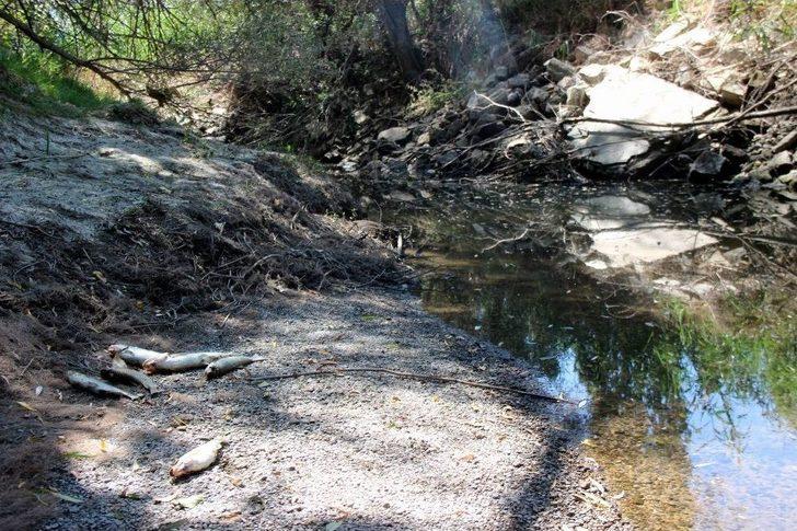(özel) Sarımsaklı’da Balık Ölümleri G1