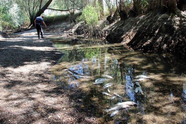 (özel) Sarımsaklı’da Balık Ölümleri G2