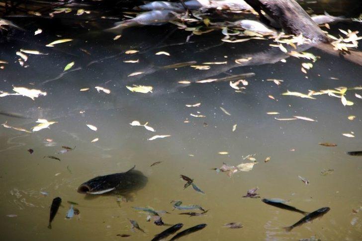(özel) Sarımsaklı’da Balık Ölümleri G3