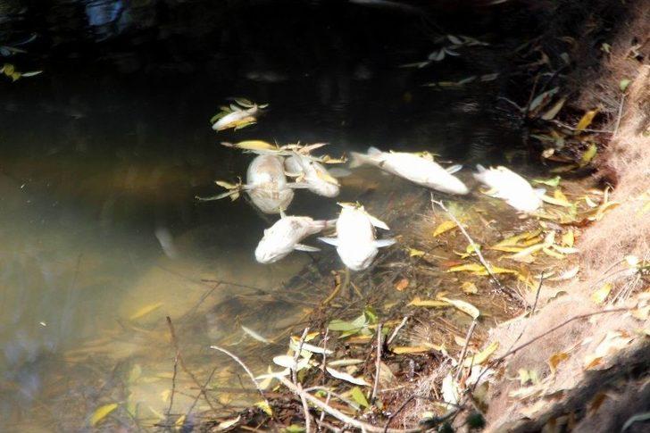 (özel) Sarımsaklı’da Balık Ölümleri G4