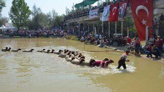 Denizli’de Asırlık “sudan Koyun Atlatma Yarışması” Başladı