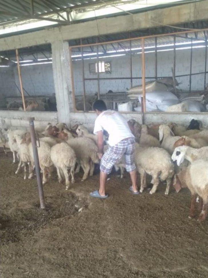 Vatandaşı Dolandırıp Çiftlik Kurdu G2