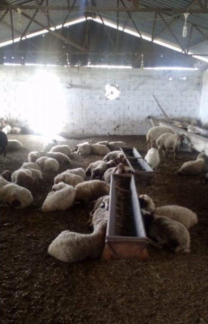 Vatandaşı Dolandırıp Çiftlik Kurdu G3