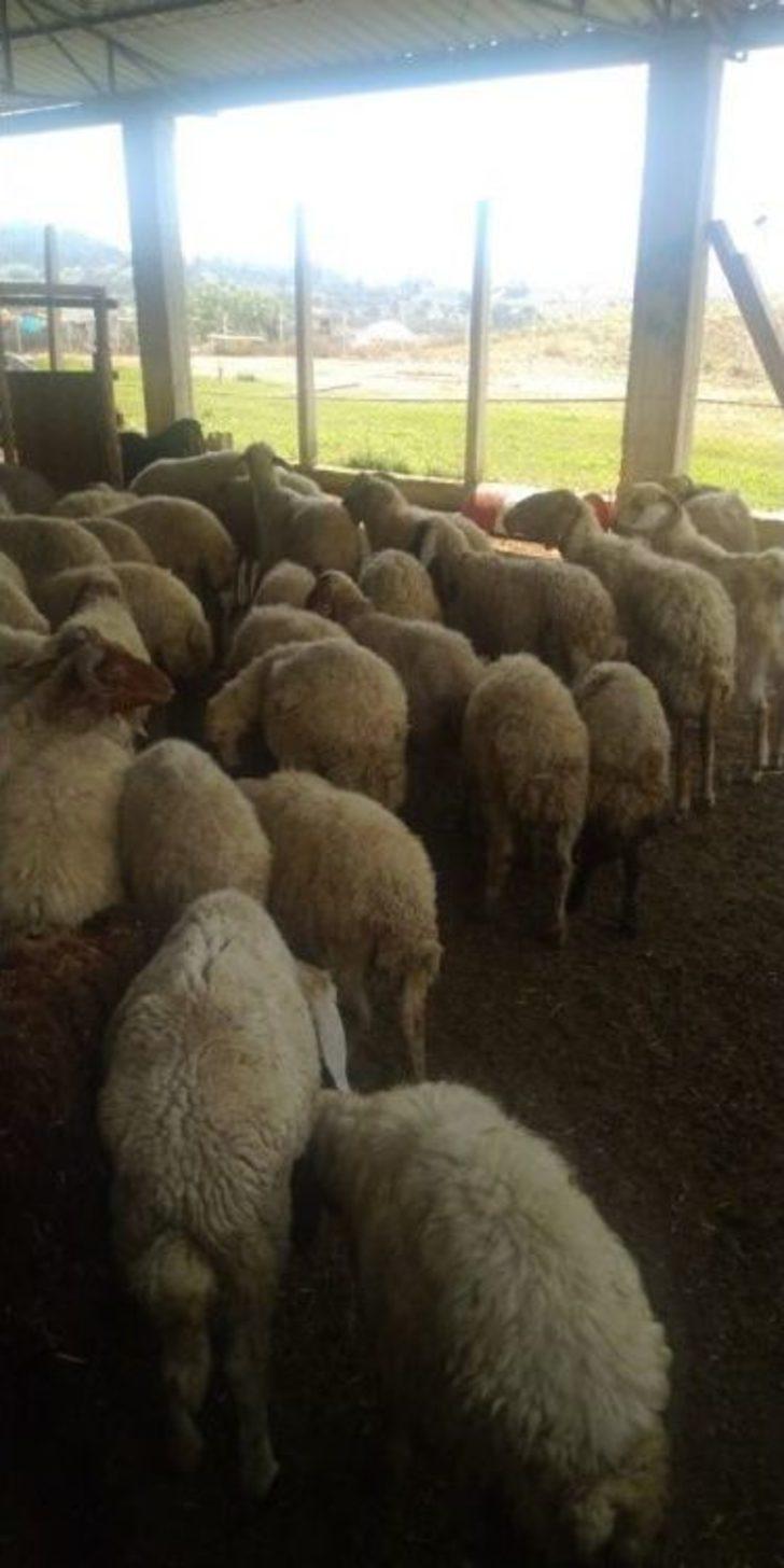 Vatandaşı Dolandırıp Çiftlik Kurdu G4