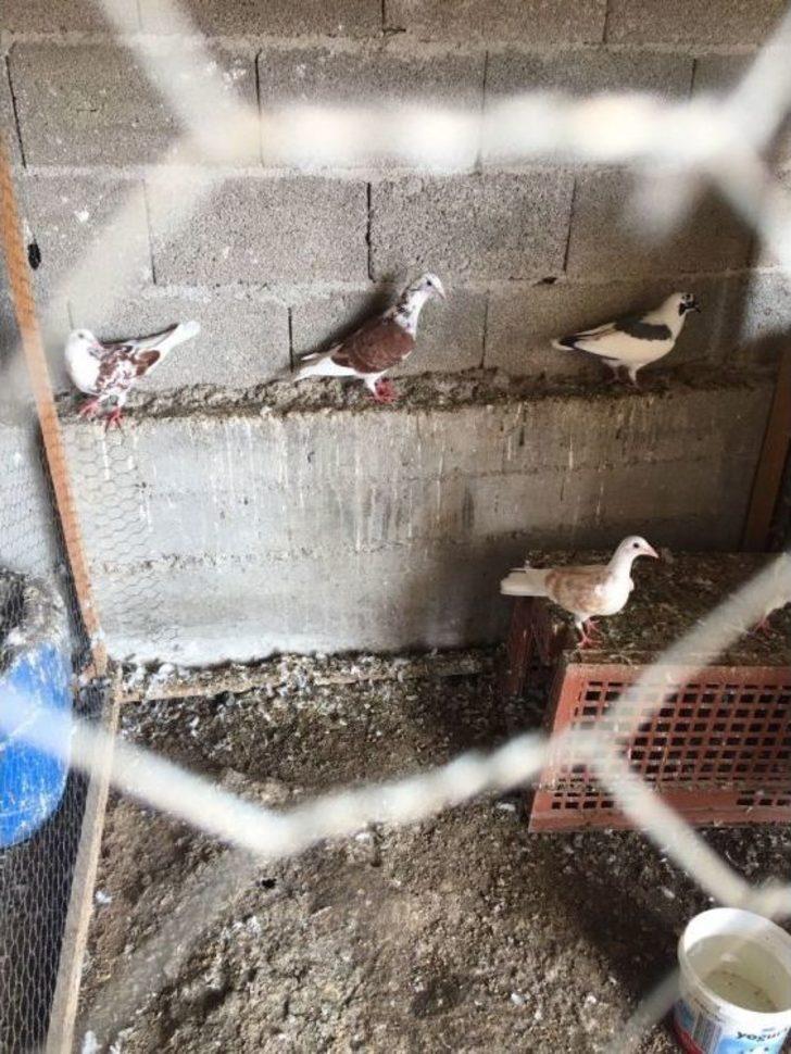 Vatandaşı Dolandırıp Çiftlik Kurdu G5