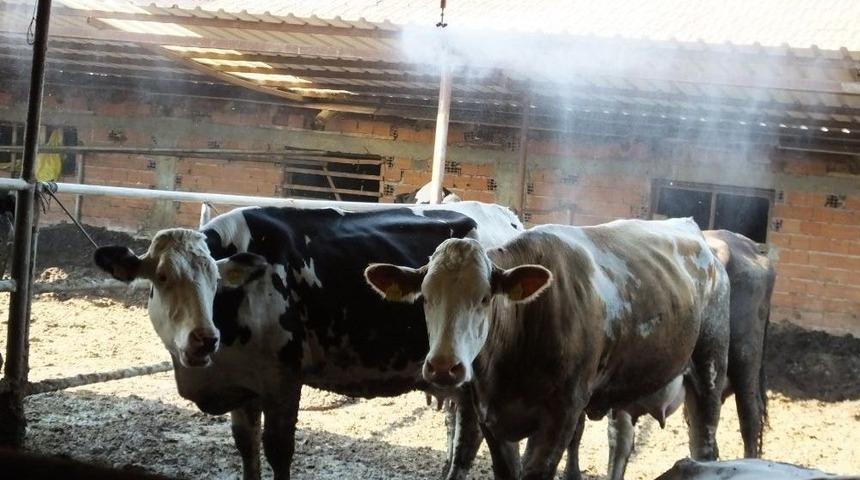 Fıskiye İle Serinleyen İneklerde Verim Arttı