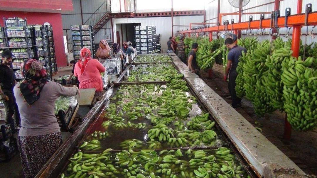 T&uuml;rkiye&rsquo;nin 400 Bin Ton Muz A&ccedil;ığını Silifke Kapatacak