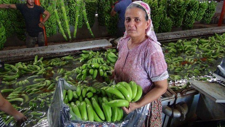 Türkiye’nin 400 Bin Ton Muz Açığını Silifke Kapatacak G3