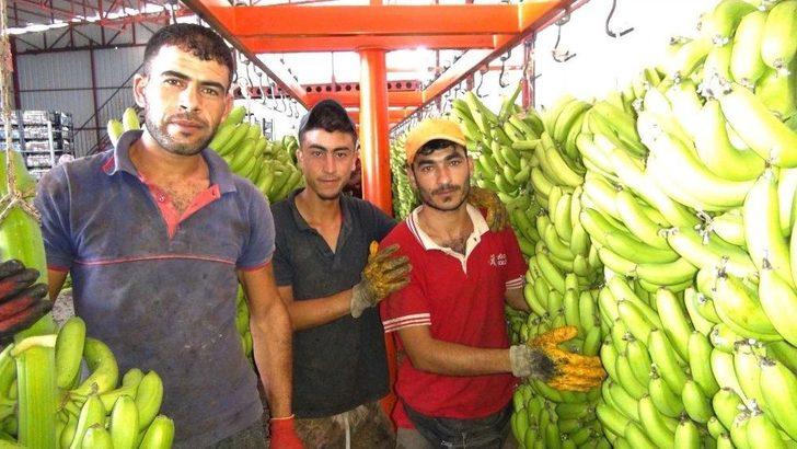 Türkiye’nin 400 Bin Ton Muz Açığını Silifke Kapatacak G5