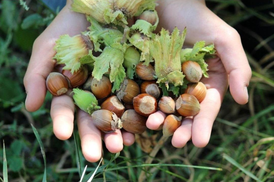 Van&rsquo;da Fındık Hasadı