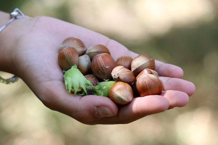 Van’da Fındık Hasadı G5