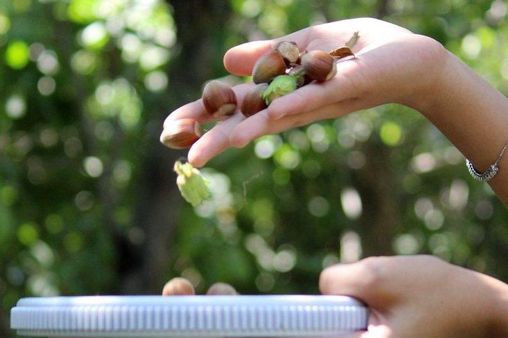 Van’da Fındık Hasadı G2