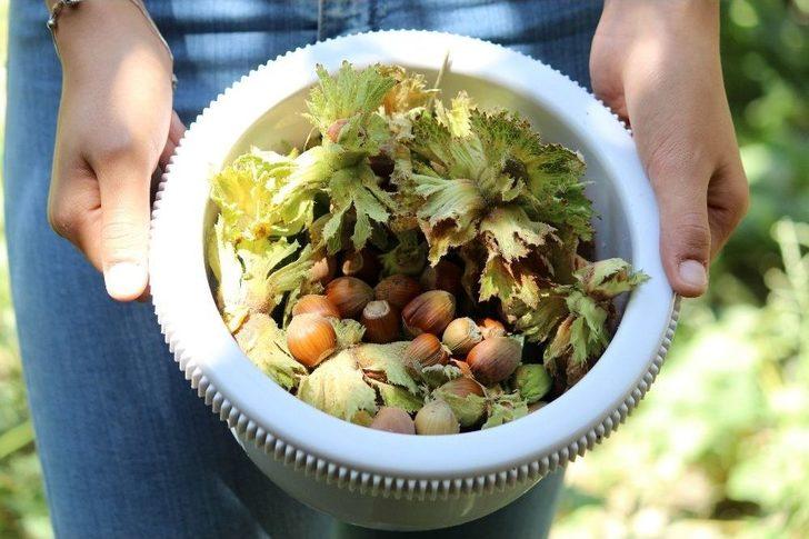 Van’da Fındık Hasadı G1