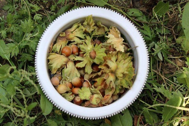 Van’da Fındık Hasadı G4