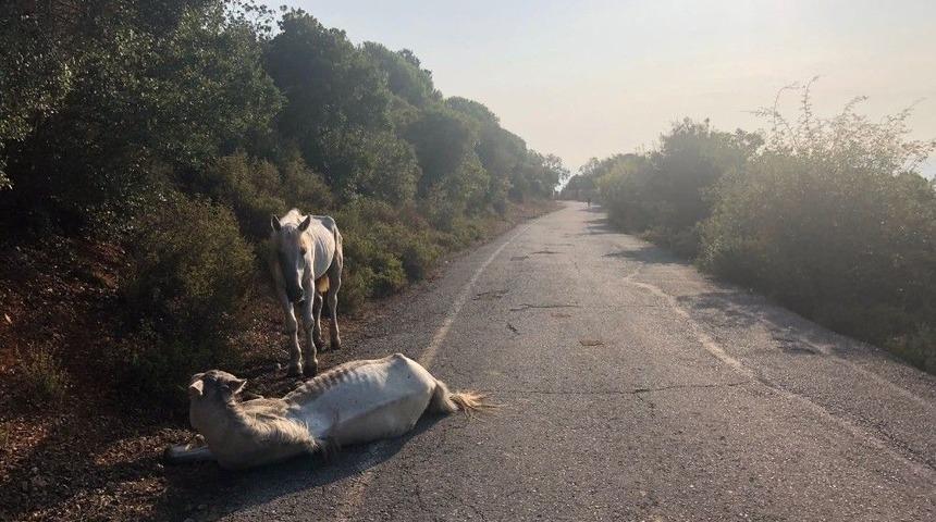(&ouml;zel) B&uuml;y&uuml;kada&rsquo;da Yaralı Halde Can &Ccedil;ekişen At Y&uuml;rekleri Sızlattı