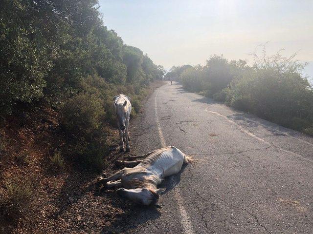 (özel) Büyükada’da Yaralı Halde Can Çekişen At Yürekleri Sızlattı