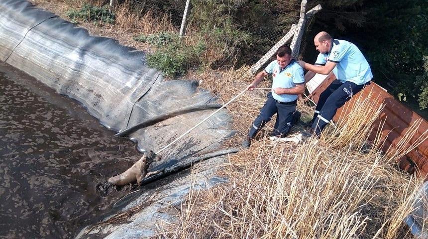 Hayvan Atık Çukuruna Düşen Köpekler Kurtarıldı