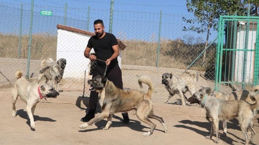 Yerli Ve Milli Koruma K&ouml;peği &rsquo;kangal&rsquo;