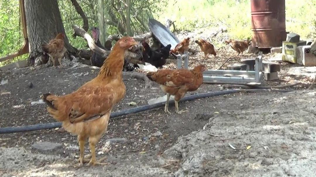 (&ouml;zel Haber) Tavuğa Saldıran K&ouml;peği Pompalıyla Vurdu