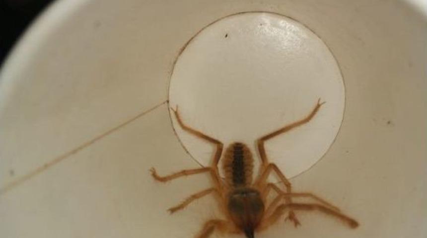 Et Yiyen &Ouml;r&uuml;mceği G&ouml;renler Hala Tedirginlik Yaşıyor