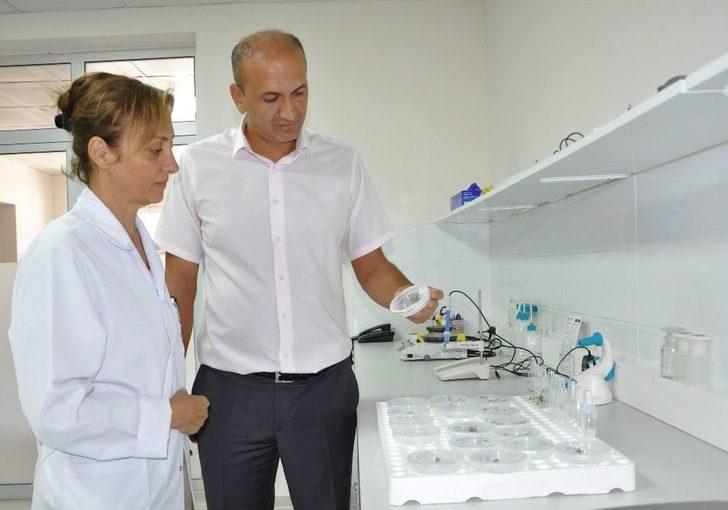 (özel) Üzümün Genetiği Koruma Altında G3