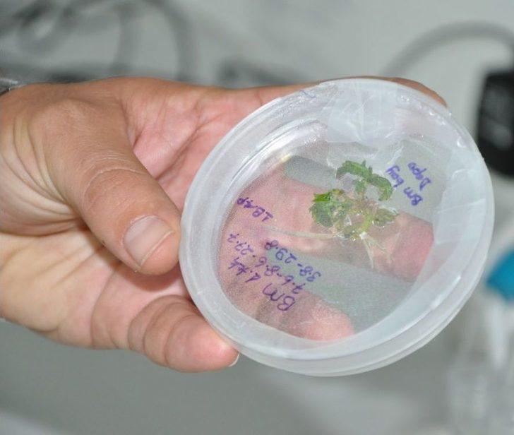 (özel) Üzümün Genetiği Koruma Altında G4