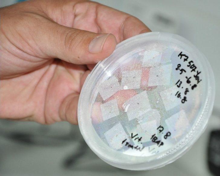 (özel) Üzümün Genetiği Koruma Altında G5