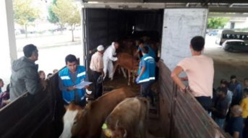 Genç Çiftçilere Büyükbaş Hayvan