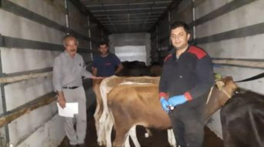 Emet’te 7 Genç Çiftçiye 35 Adet Düve Hibe Edildi