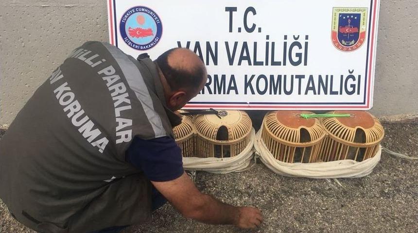 Gevaş’ta Kaçak Avlanmış 14 Yavru Keklik Ele Geçirildi