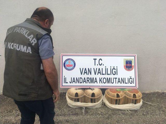 Gevaş’ta Kaçak Avlanmış 14 Yavru Keklik Ele Geçirildi