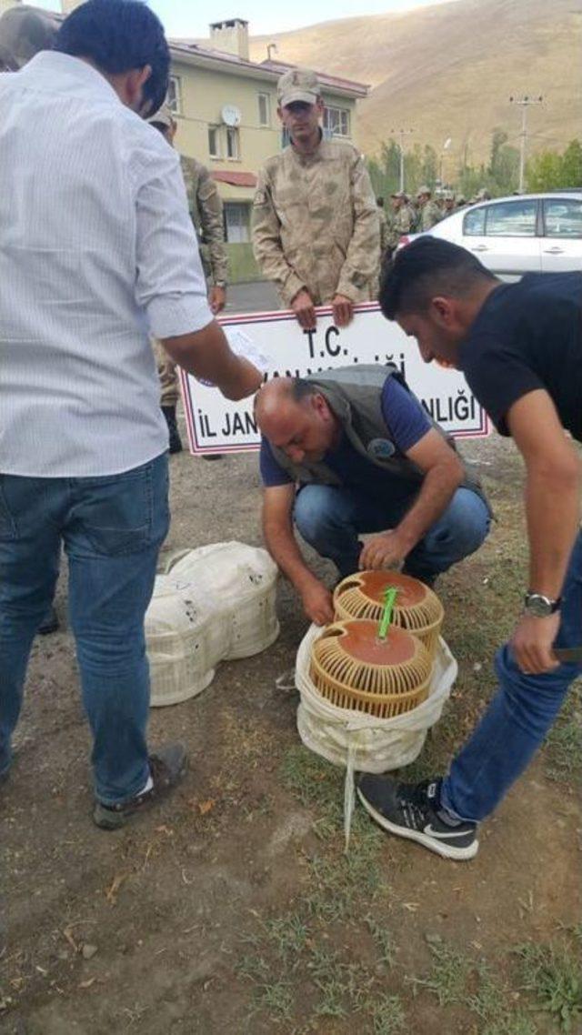 Gevaş’ta Kaçak Avlanmış 14 Yavru Keklik Ele Geçirildi