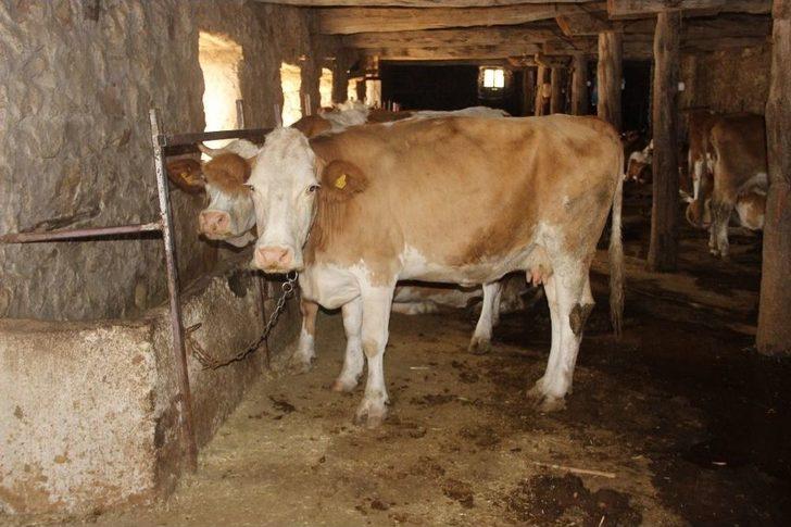 Sivas’ta Şarbondan Ölümler Sürüyor G4