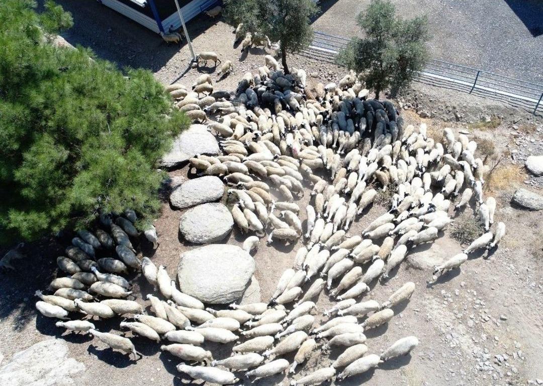 Kamunun Tek Sakız Koyunu &Ccedil;iftliğinde İşler Yolunda Gidiyor