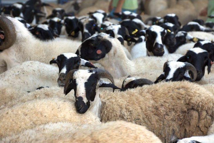 Kamunun Tek Sakız Koyunu Çiftliğinde İşler Yolunda Gidiyor G2