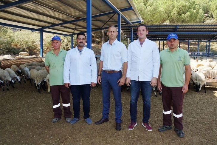 Kamunun Tek Sakız Koyunu Çiftliğinde İşler Yolunda Gidiyor G4