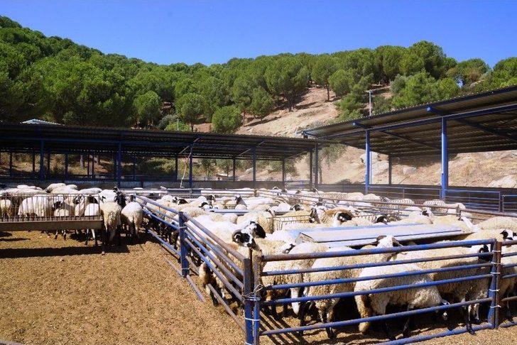 Kamunun Tek Sakız Koyunu Çiftliğinde İşler Yolunda Gidiyor G5