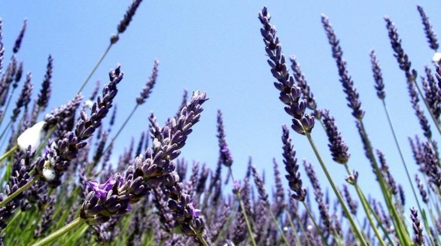 Kokusuyla Mest Eden Lavantanın Sağlık İçin 8 Faydası