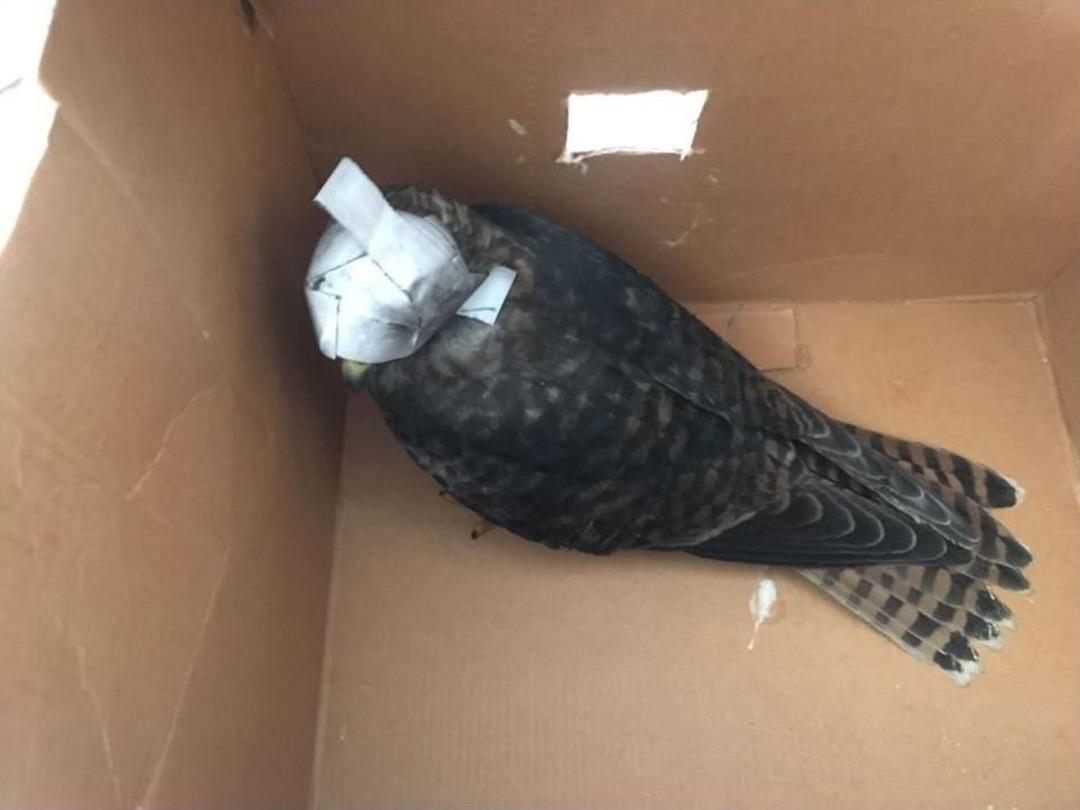 Kars&rsquo;ta Canlı M&uuml;hre İle Avlanan İki Kişiye 28 Bin Lira Ceza