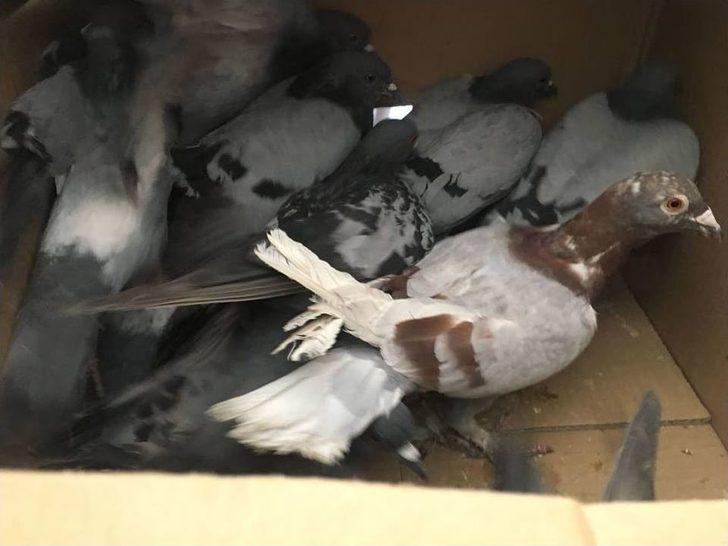 Kars’ta Canlı Mühre İle Avlanan İki Kişiye 28 Bin Lira Ceza G2